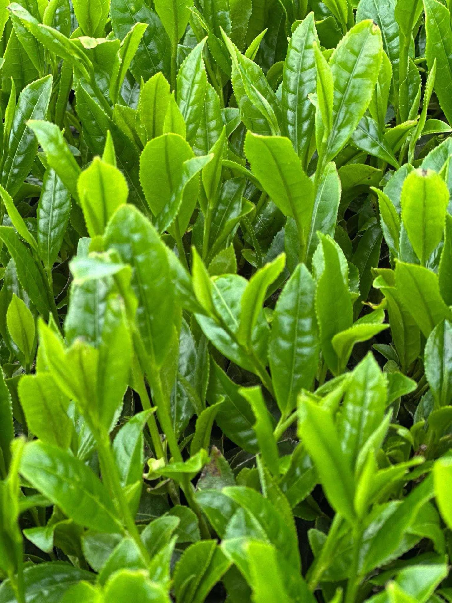 Kirishima Nouveau – Premium Hand-picked Organic Shincha 30g