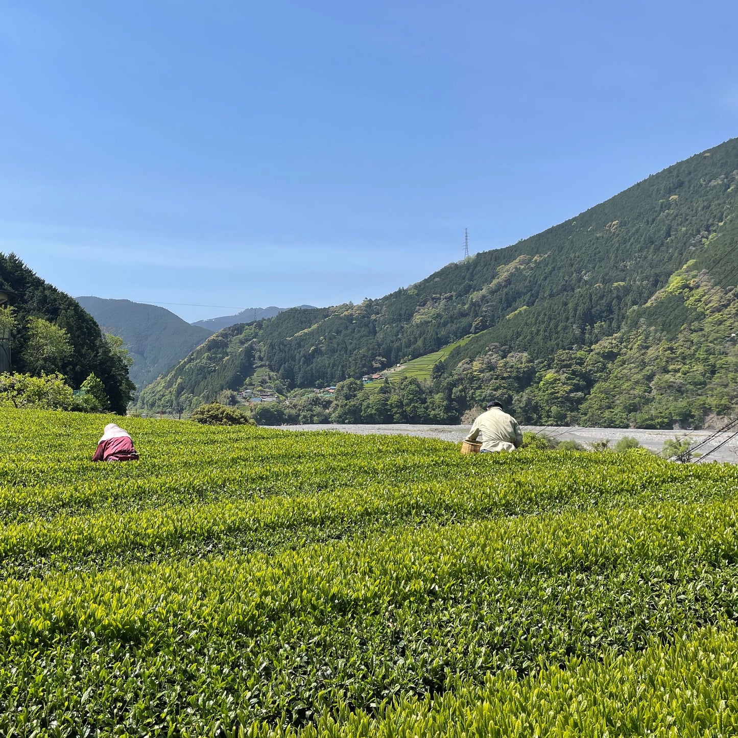 Med-steamed Sencha Chiyo no Kaori