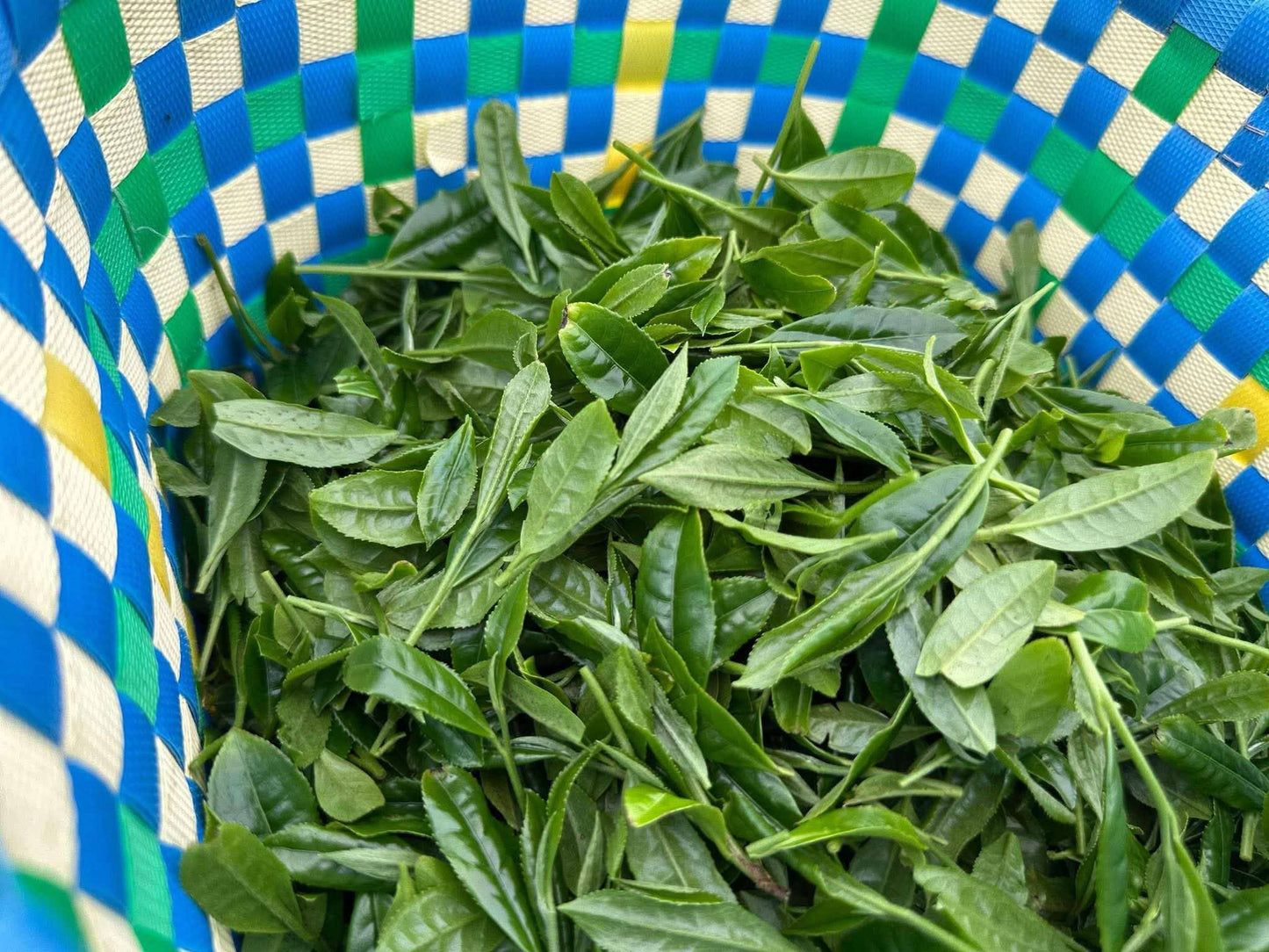 Kirishima Nouveau – Premium Hand-picked Organic Shincha 30g